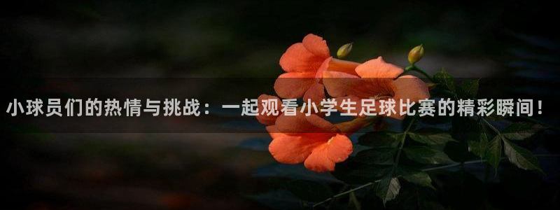 小球员们的热情与挑战：一起观看小学生足球比赛的精彩瞬间！