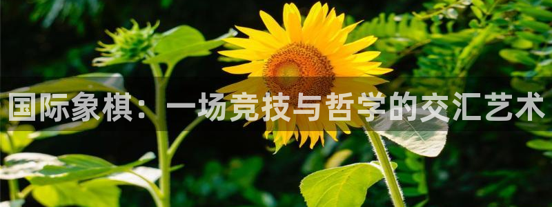 77体育官网