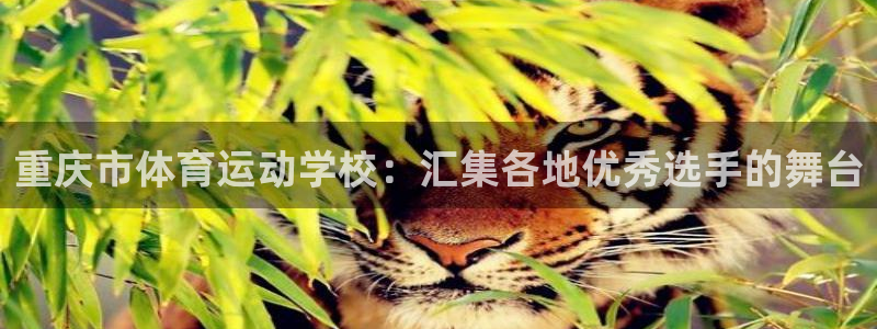 77体育app下载官网